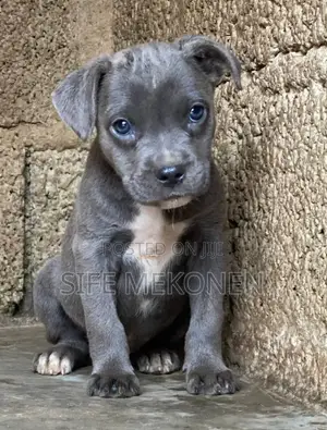 1-3 months Male Purebred American Pit Bull Terrier