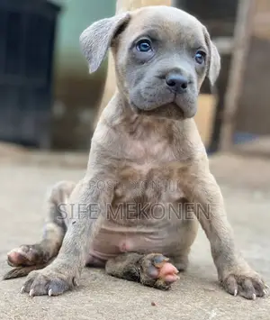 1-3 months Male Purebred American Pit Bull Terrier