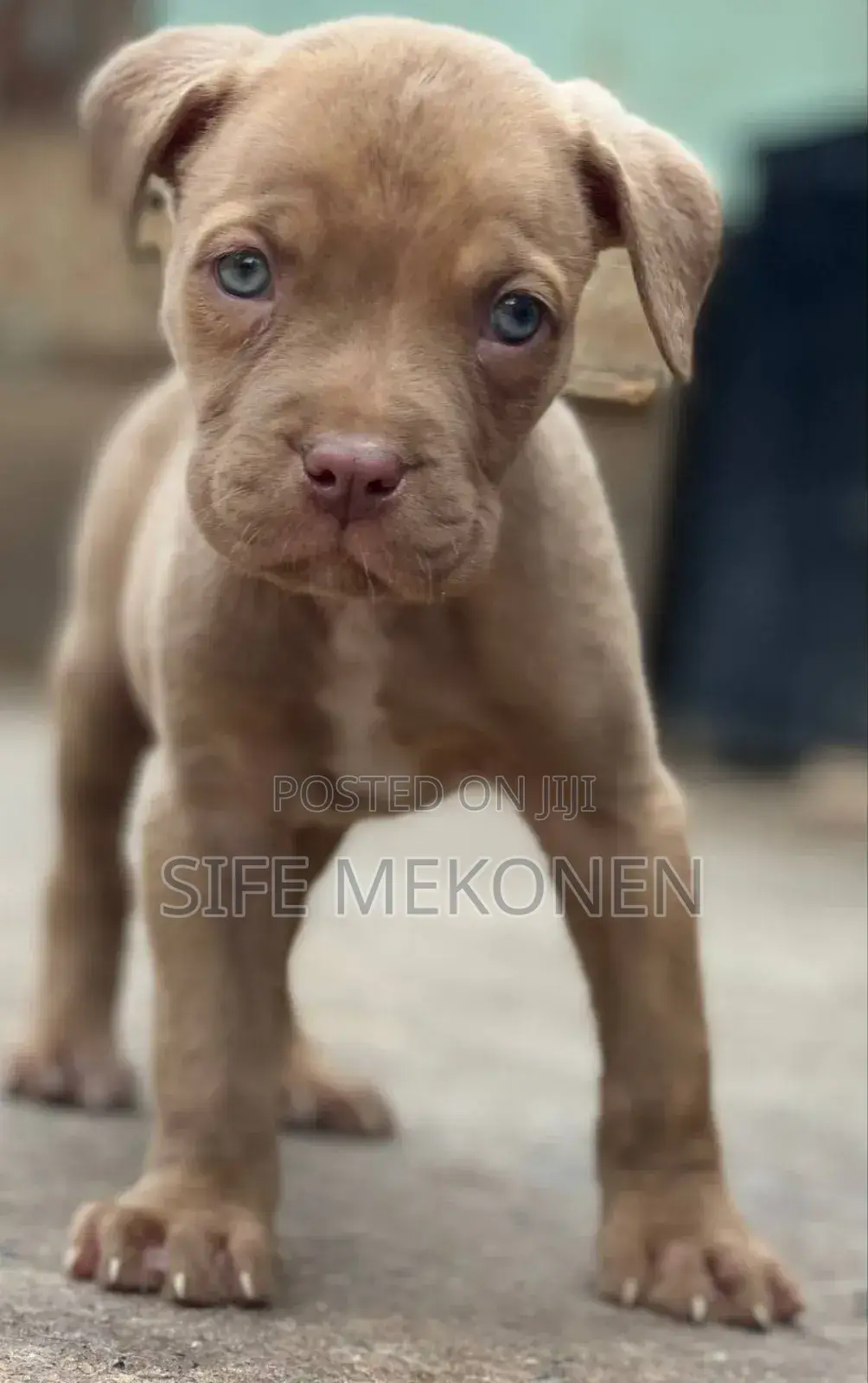 1-3 months Male Purebred American Pit Bull Terrier