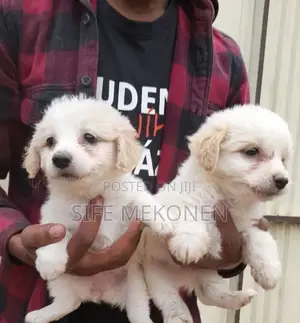 Photo - 1-3 months Male Purebred Maltese