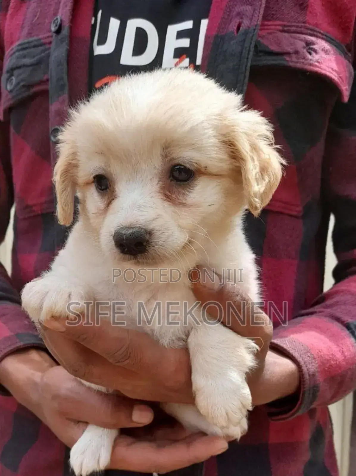 1-3 months Male Purebred Maltese
