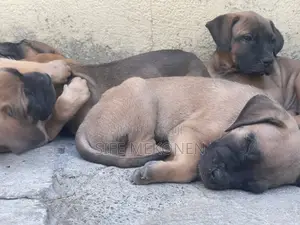 1-3 months Male Purebred Bullmastiff