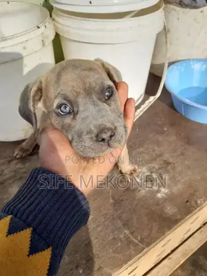 1-3 months Male Purebred Bullmastiff