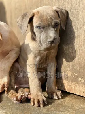 Photo - 1-3 months Male Purebred Bullmastiff