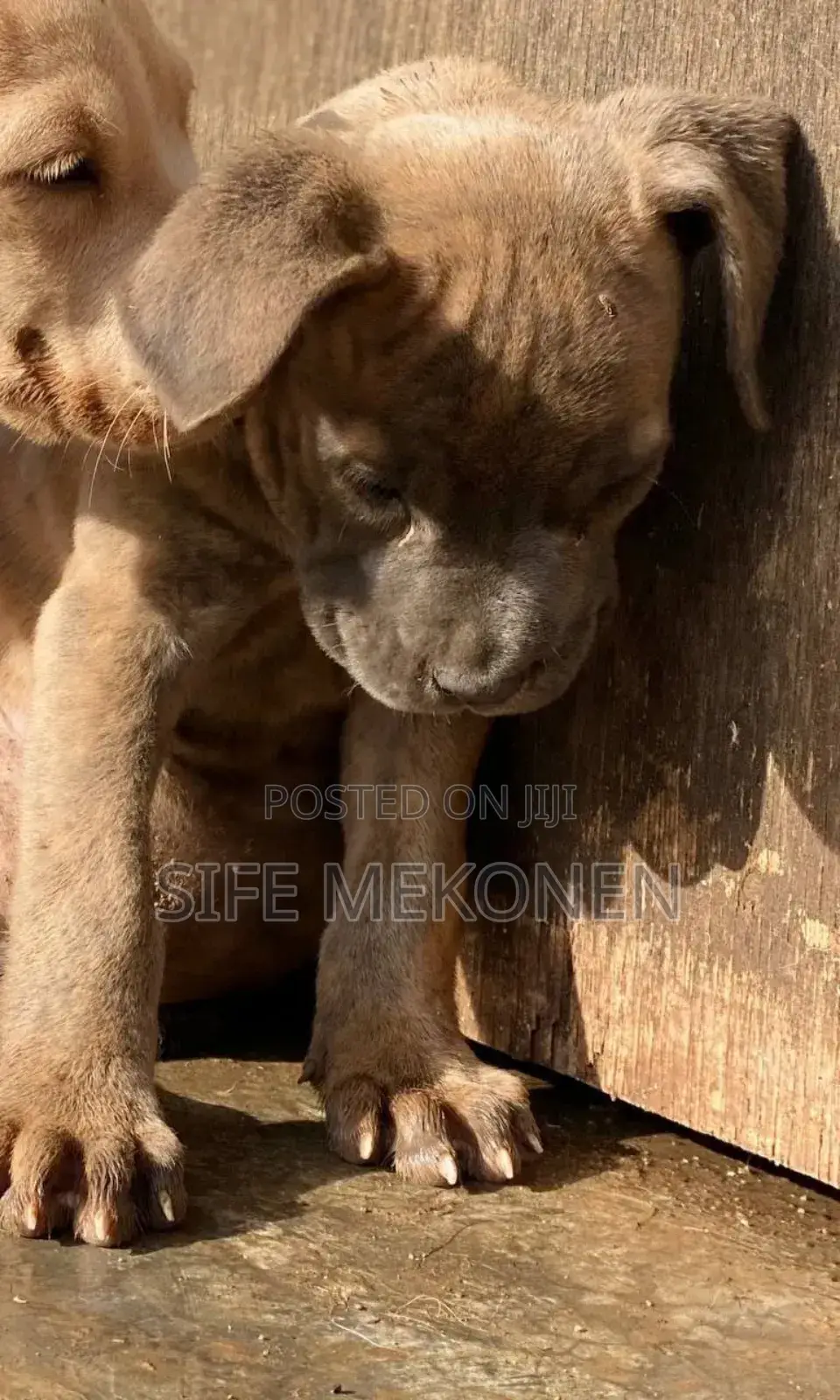 1-3 months Male Purebred Bullmastiff