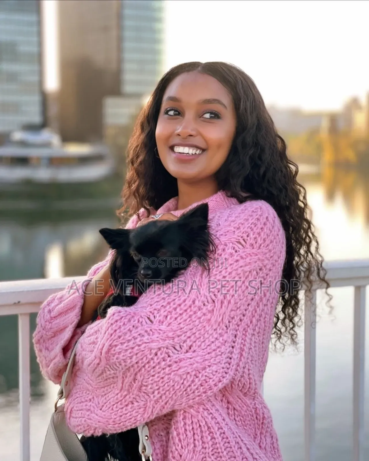 1-3 months Male Purebred Miniature Pinscher