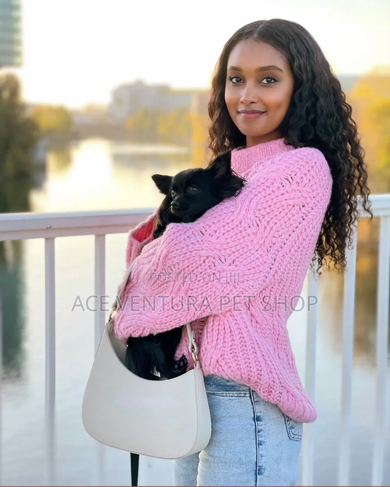 1-3 months Male Purebred Miniature Pinscher