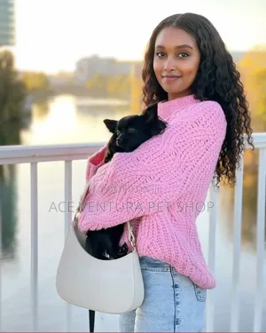 1-3 months Male Purebred Miniature Pinscher