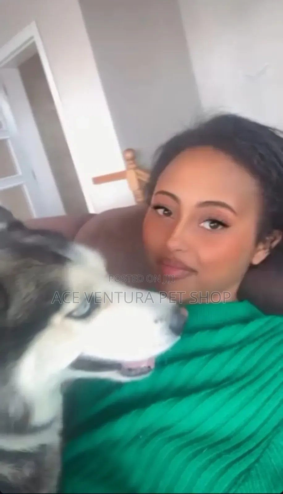 1-3 months Male Purebred Siberian Husky