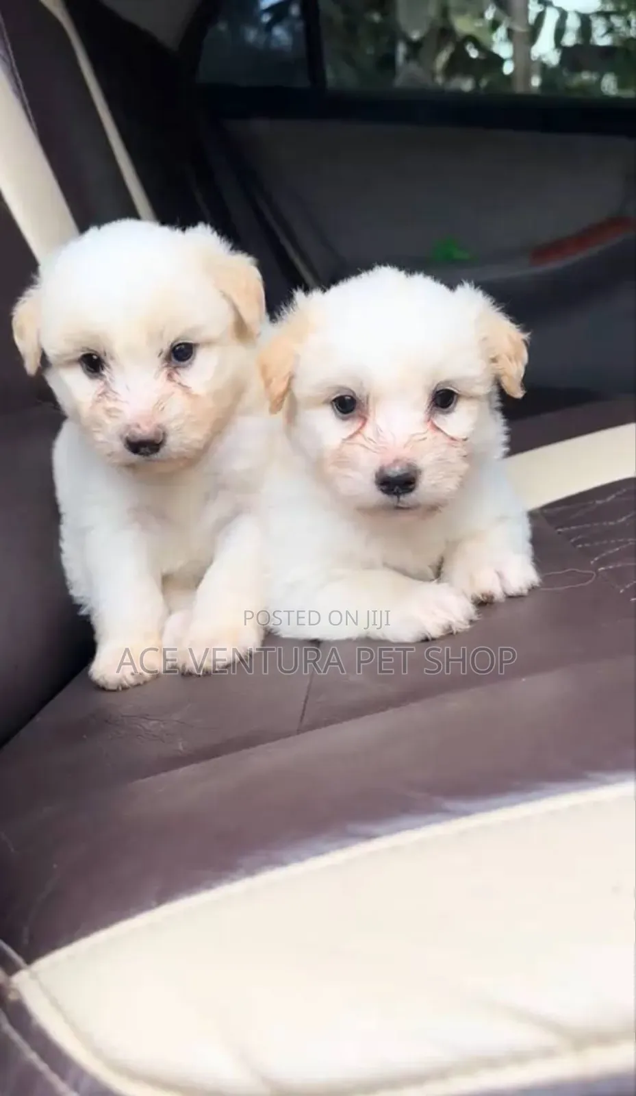 1-3 months Male Purebred Maltese