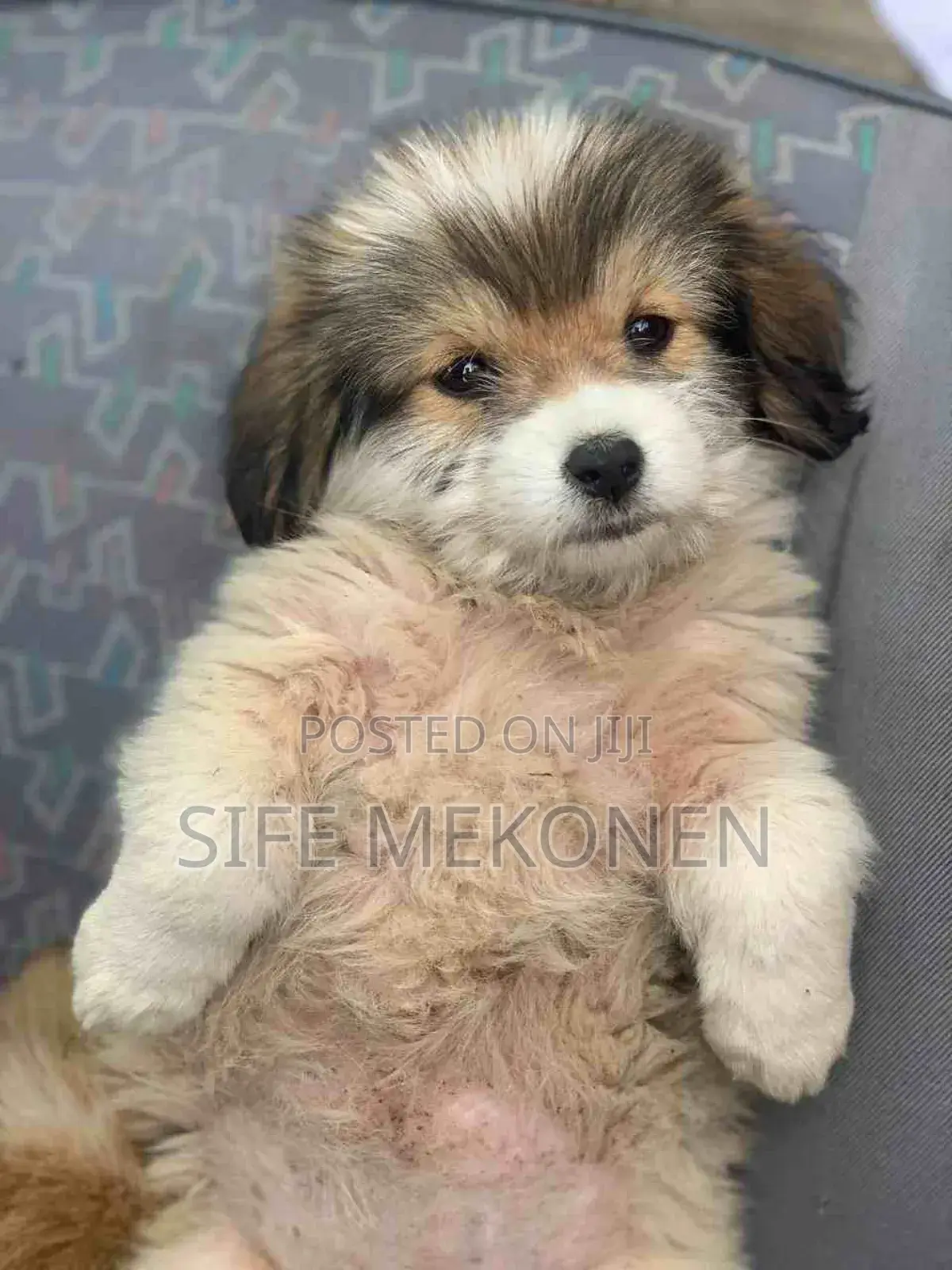 1-3 months Male Purebred Maltese