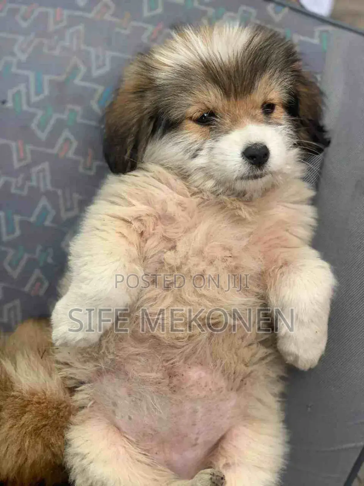 1-3 months Male Purebred Maltese