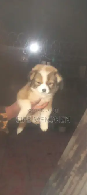 Photo - 1-3 months Male Purebred Maltese