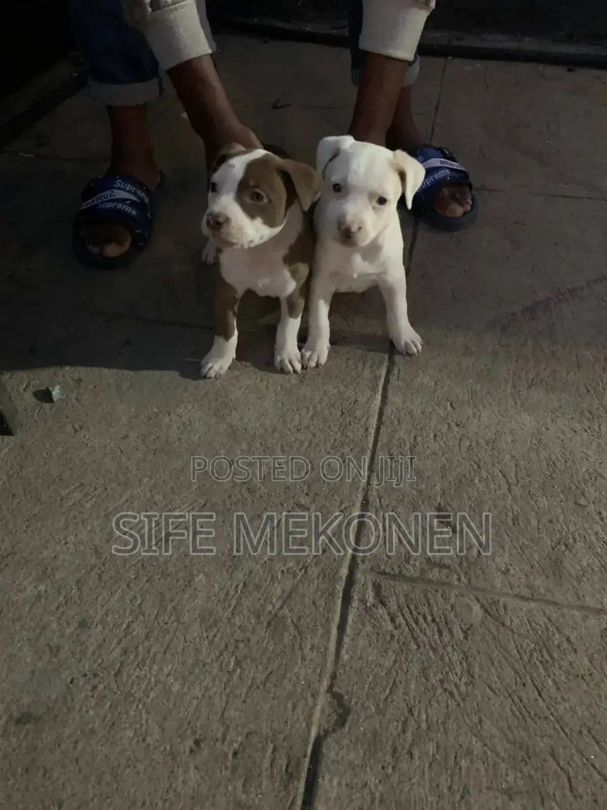 1-3 months Male Purebred American Pit Bull Terrier
