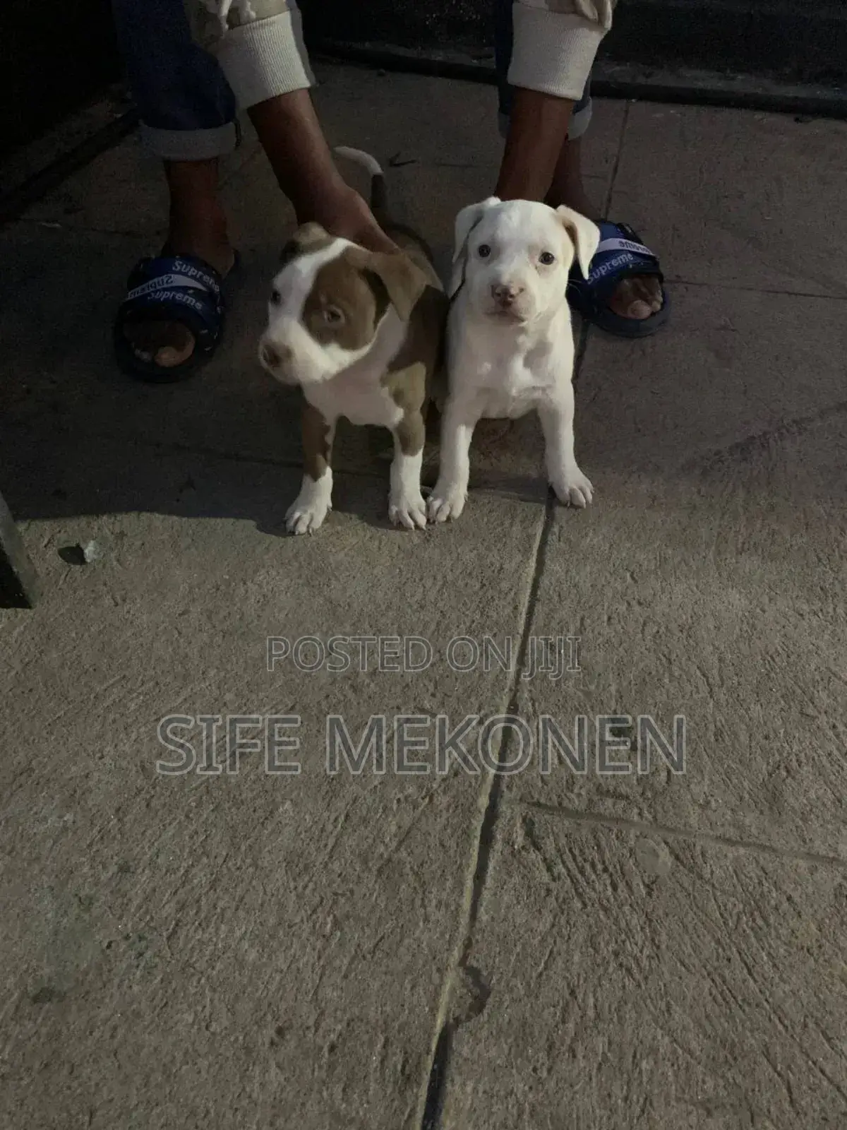 1-3 months Male Purebred American Pit Bull Terrier