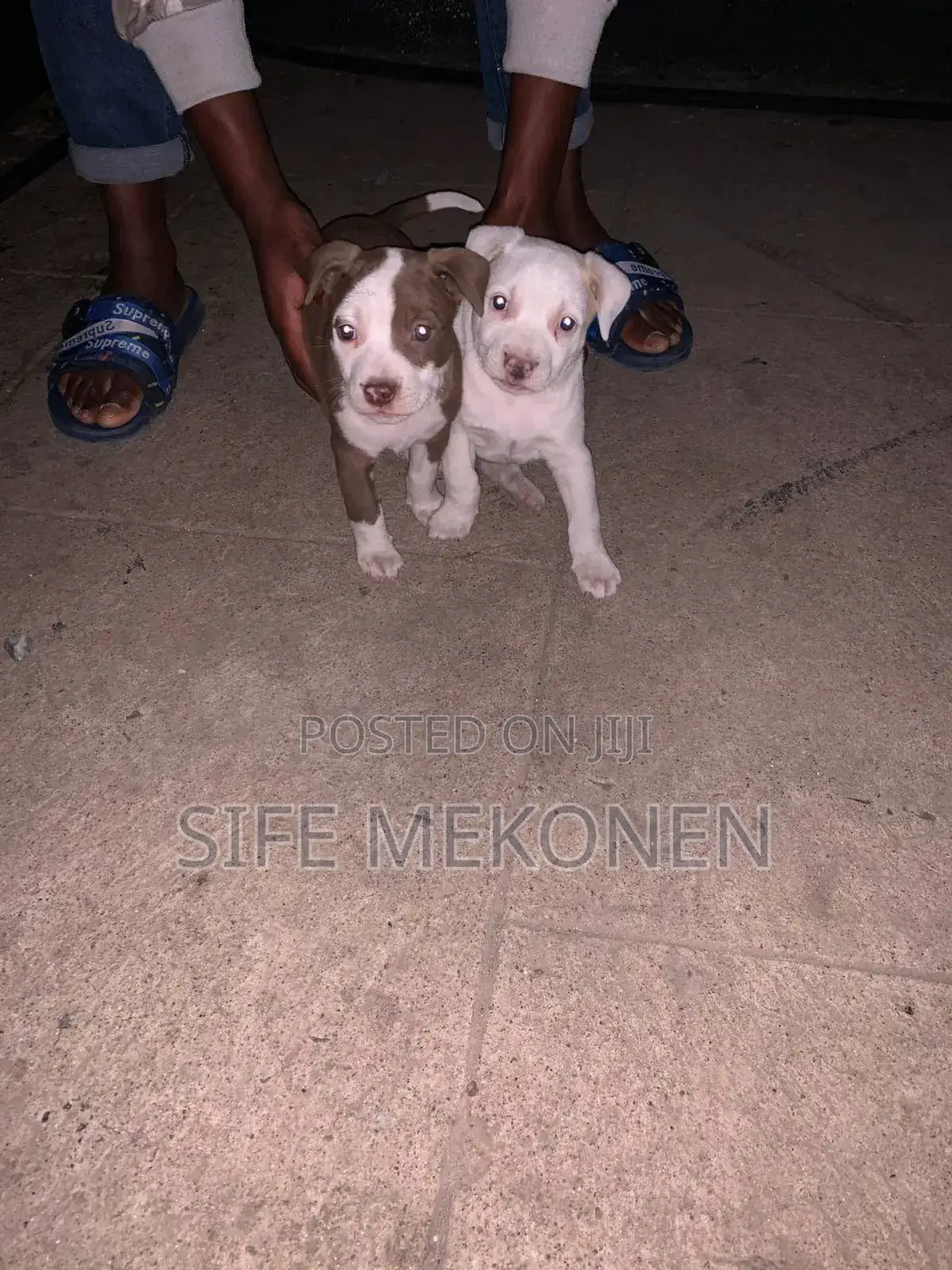 1-3 months Male Purebred American Pit Bull Terrier