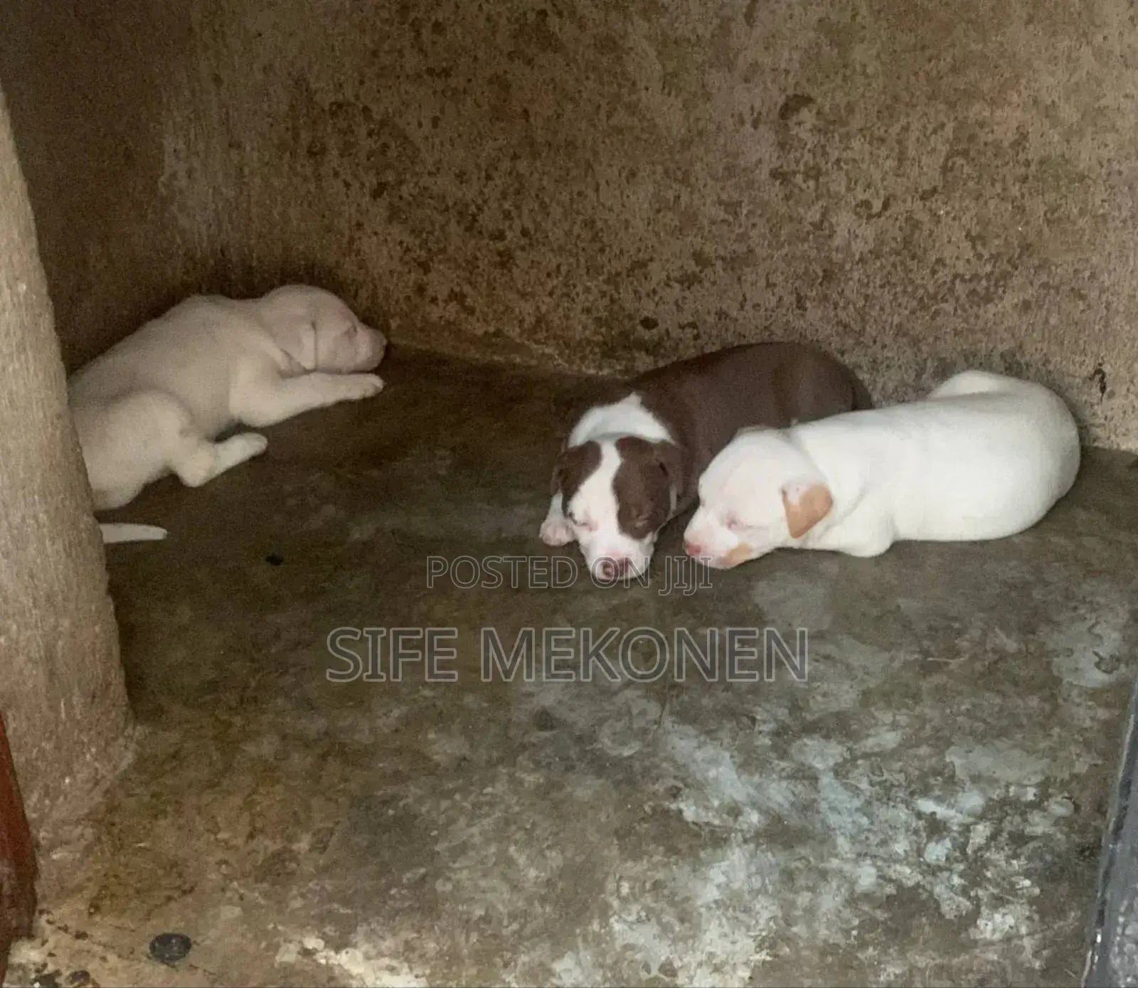 1-3 months Male Purebred American Pit Bull Terrier