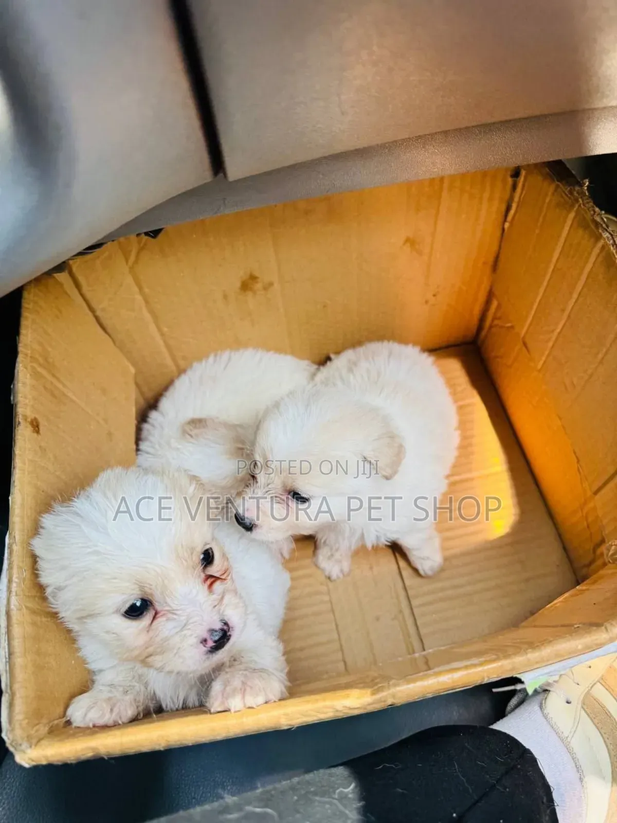 1-3 months Male Purebred Maltese