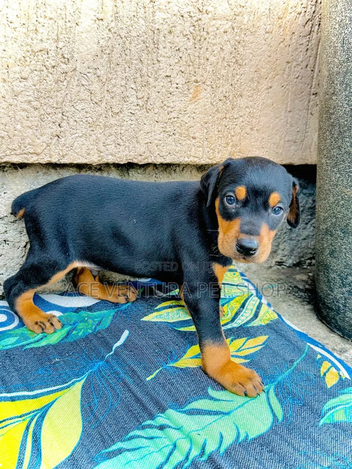 1-3 months Male Purebred Doberman Pinscher