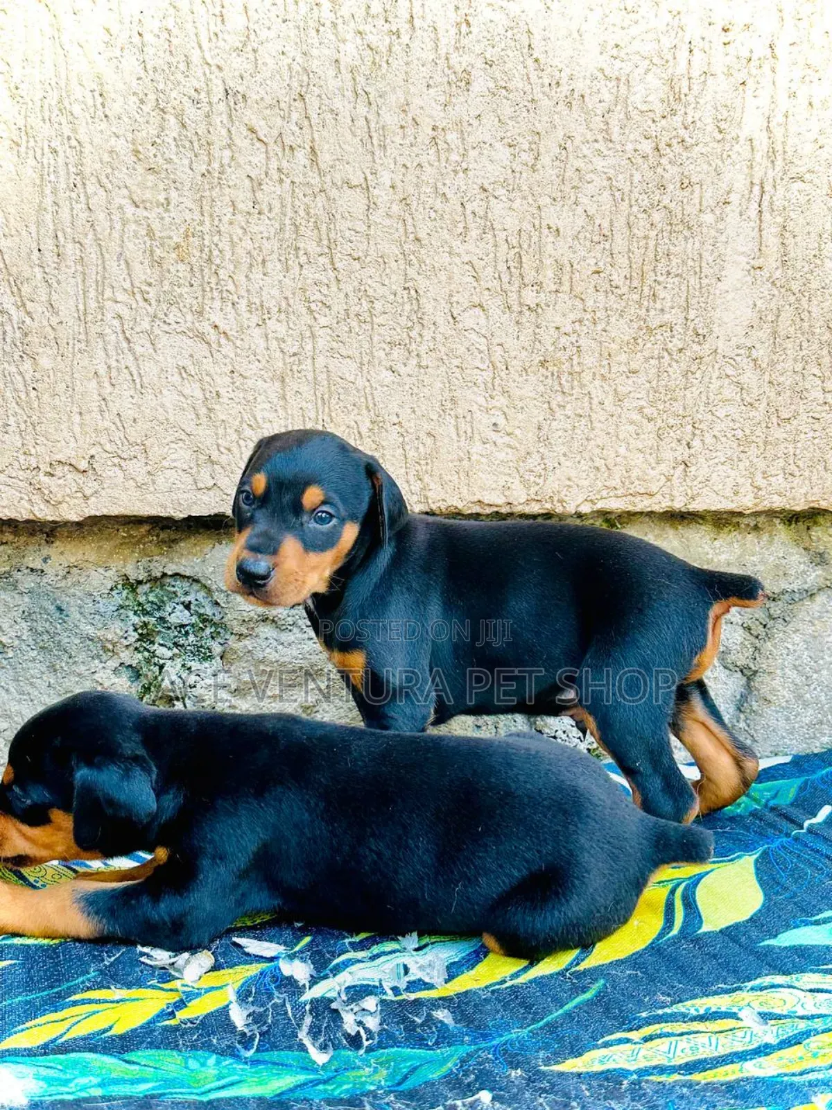 1-3 months Male Purebred Doberman Pinscher