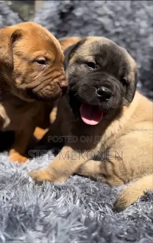 1-3 months Male Purebred Bullmastiff