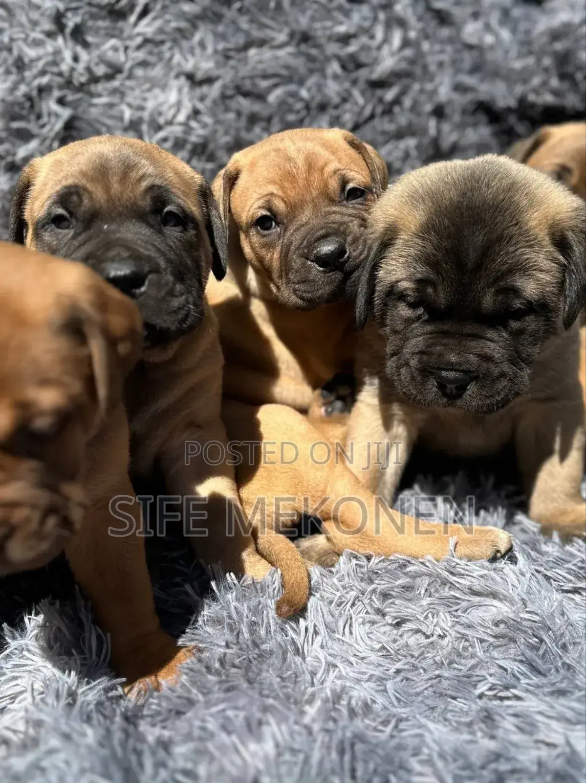 1-3 months Male Purebred Bullmastiff