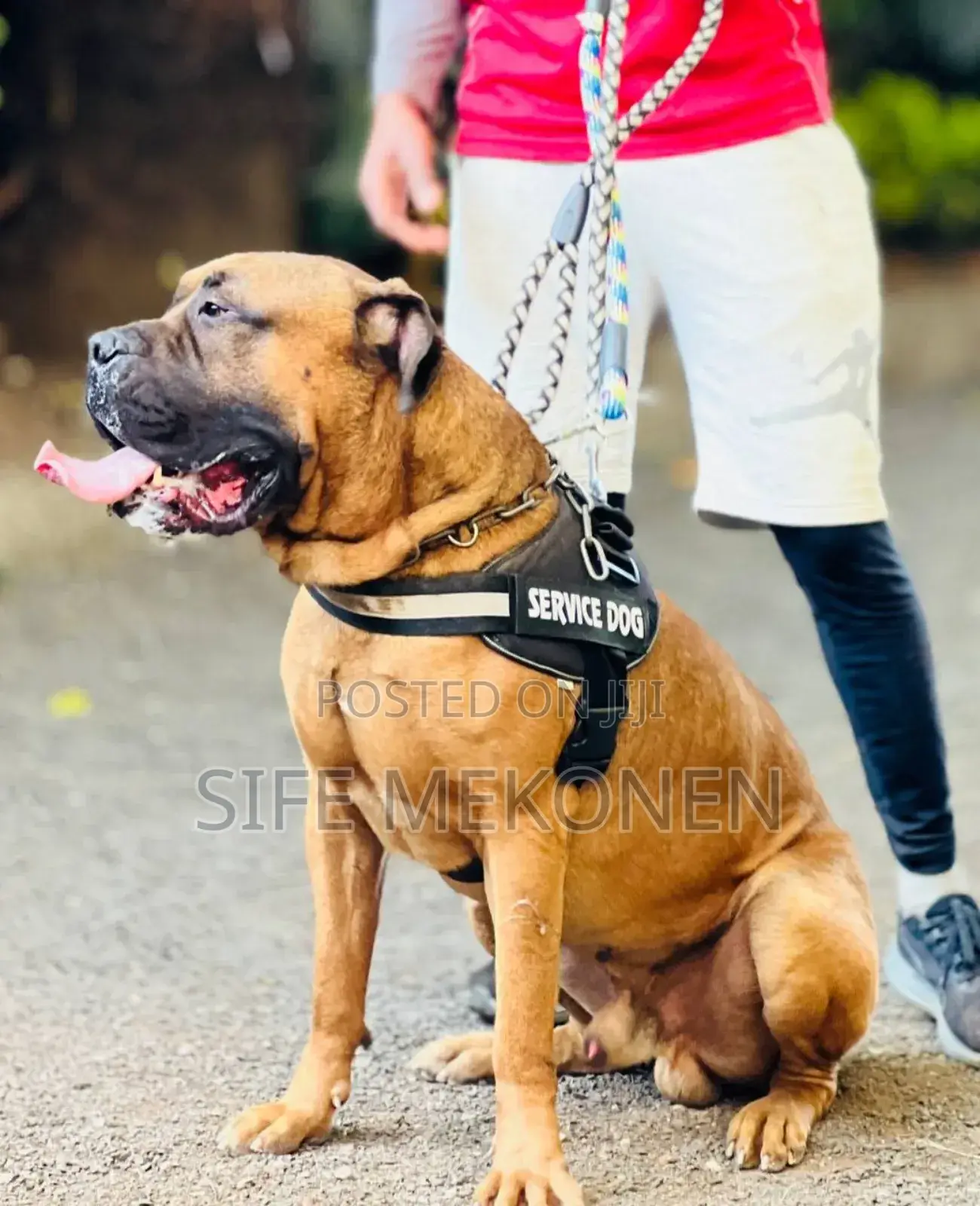 1-3 months Male Purebred Bullmastiff