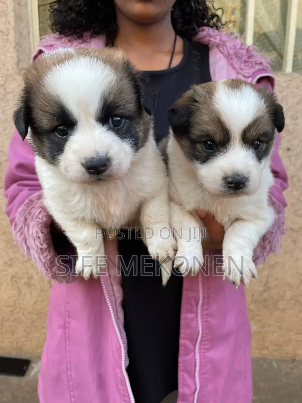 1-3 months Male Purebred Maltese