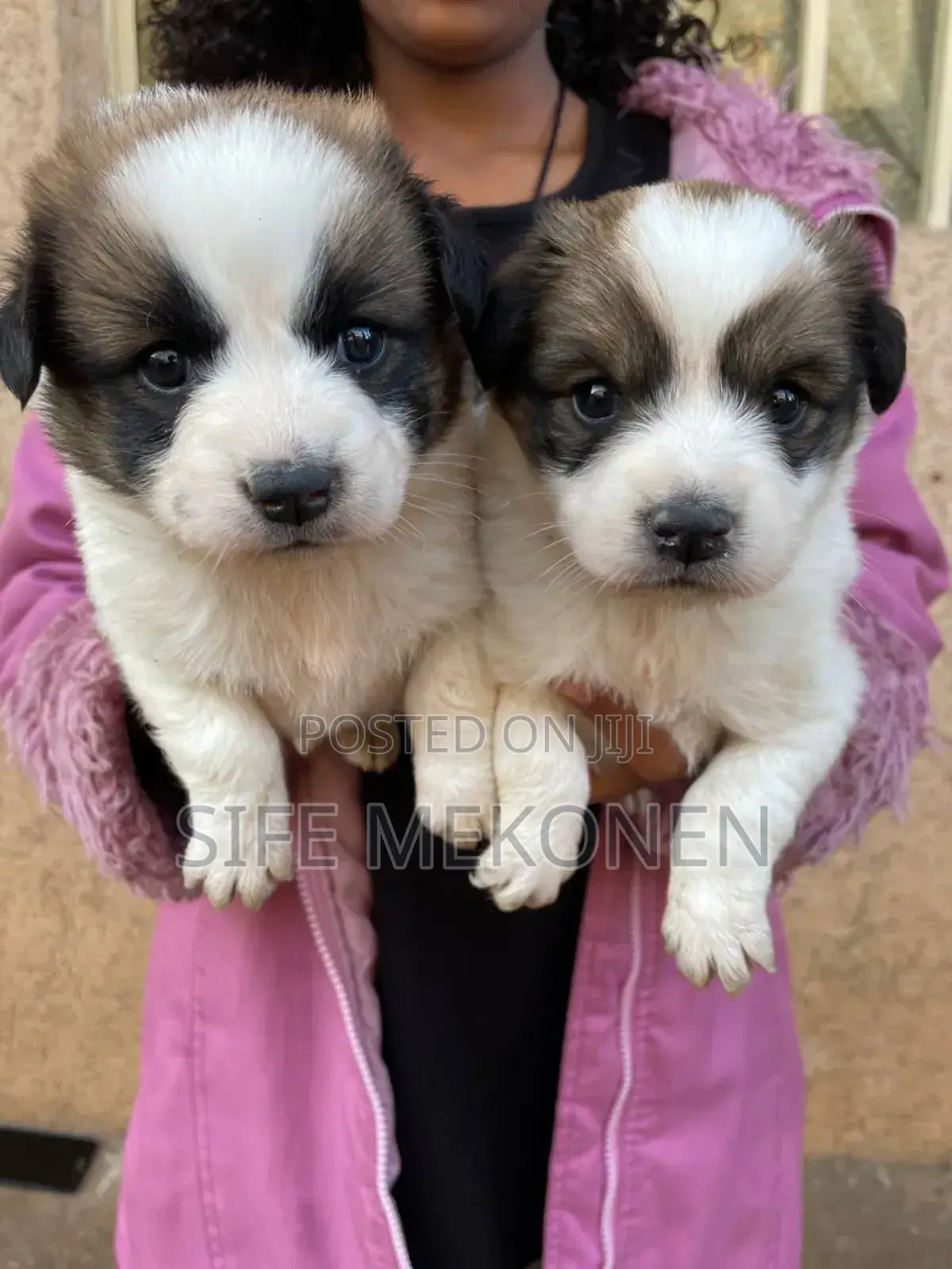 1-3 months Male Purebred Maltese
