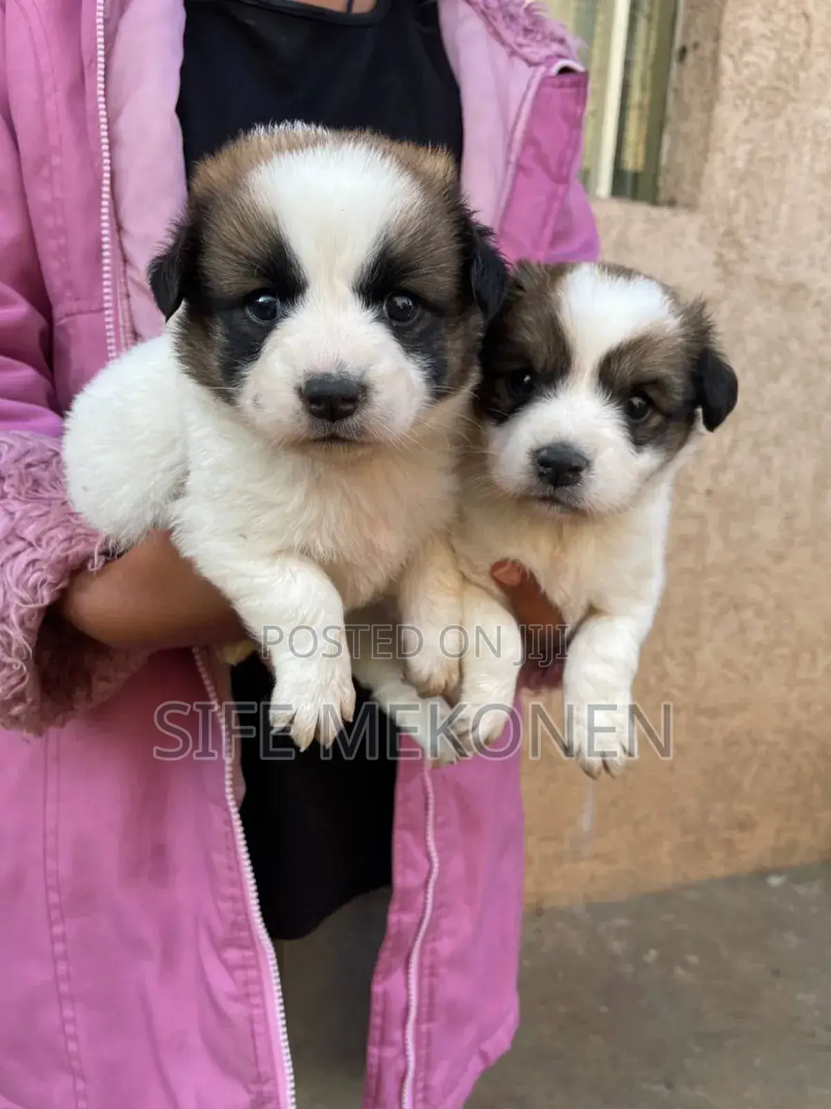 1-3 months Male Purebred Maltese