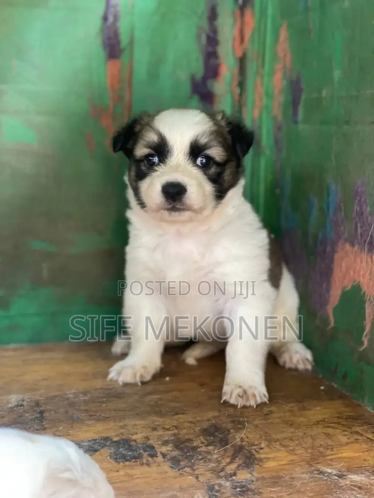 1-3 months Male Purebred Maltese