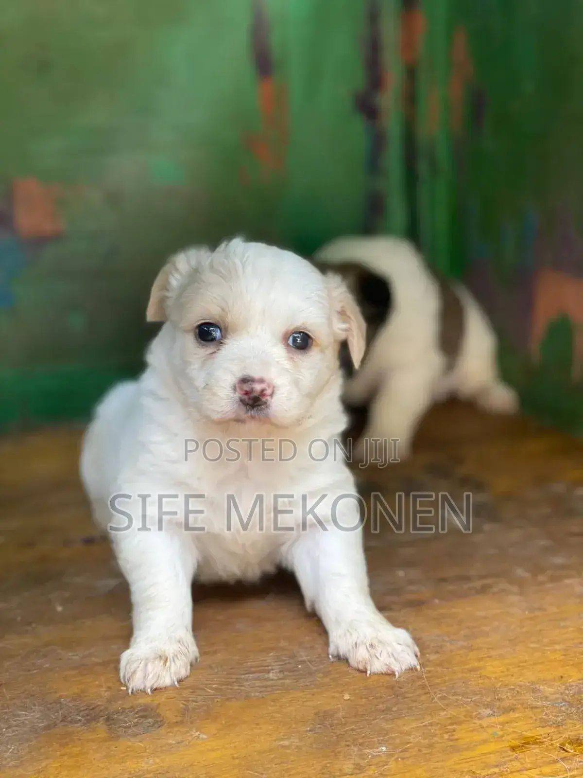 1-3 months Male Purebred Maltese