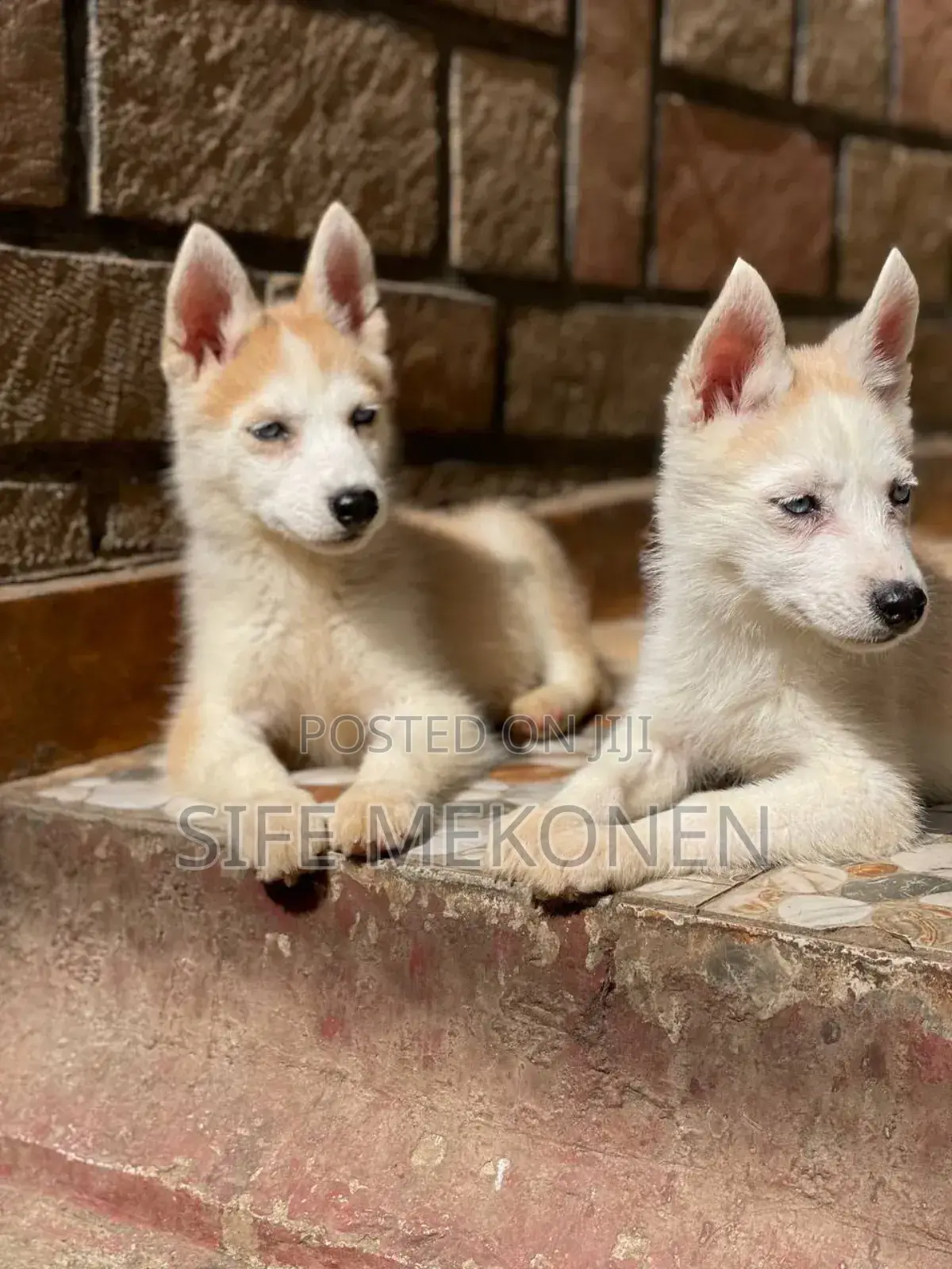 1-3 months Male Purebred Siberian Husky