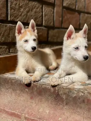 Photo - 1-3 months Male Purebred Siberian Husky