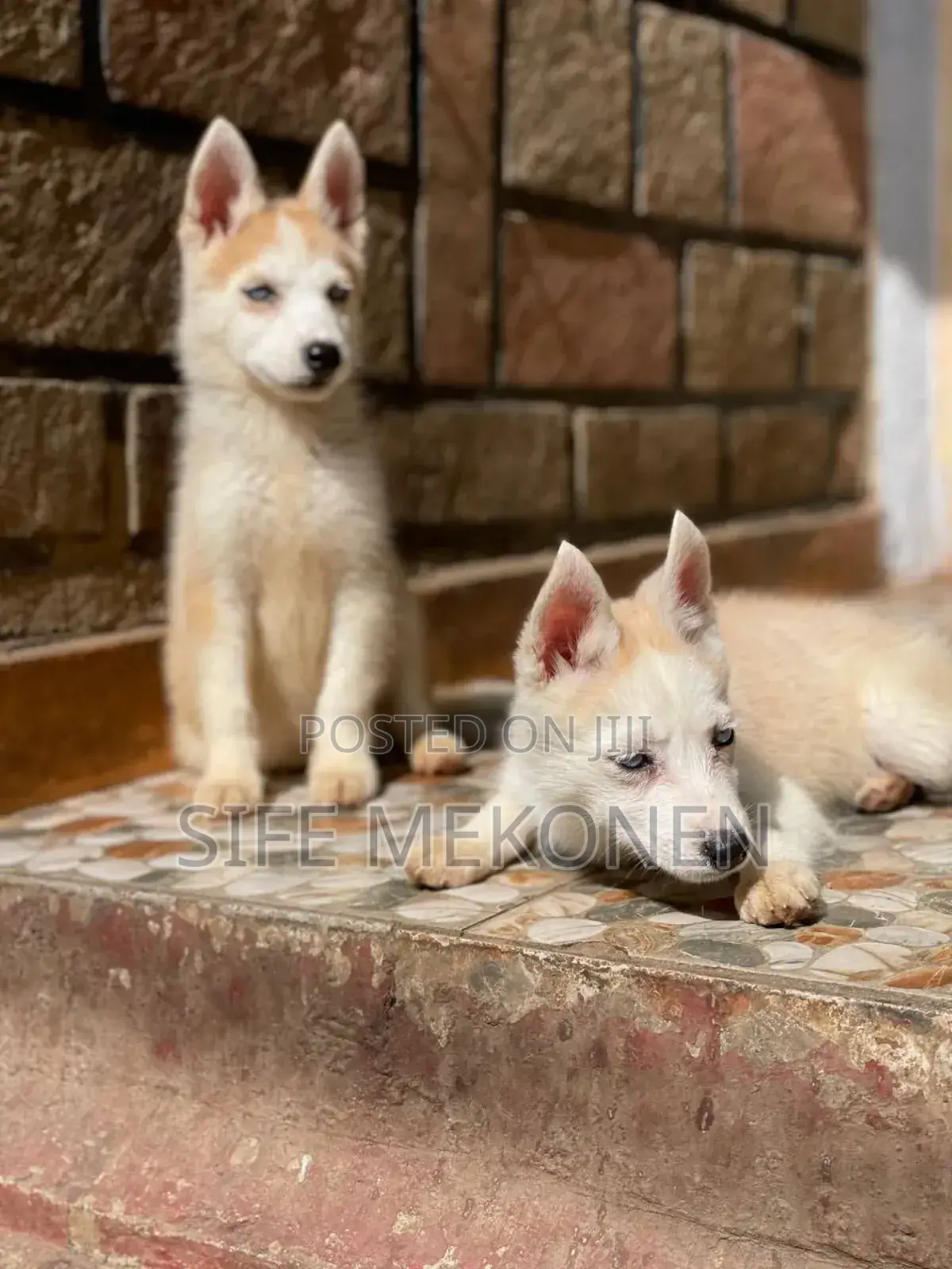 1-3 months Male Purebred Siberian Husky