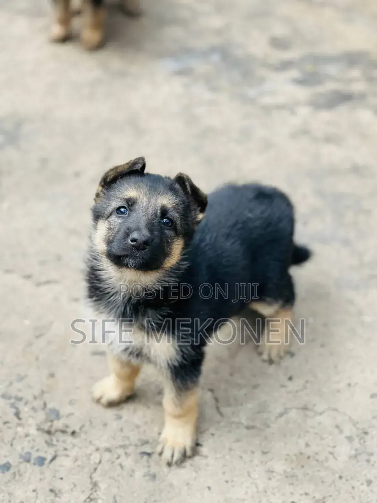 1-3 months Male Purebred German Shepherd