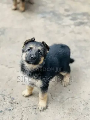 1-3 months Male Purebred German Shepherd