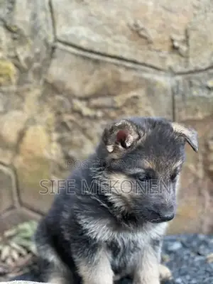 1-3 months Male Purebred German Shepherd