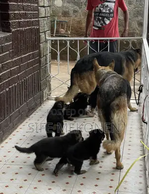 Photo - 1-3 months Male Purebred German Shepherd