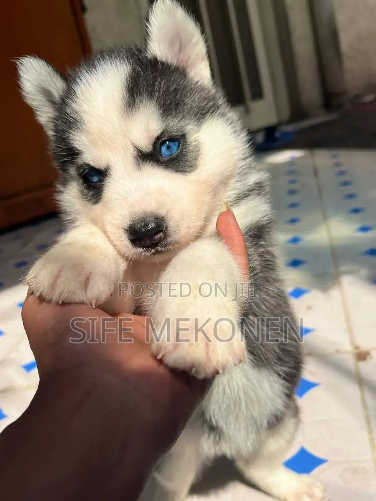 1-3 months Male Purebred Siberian Husky