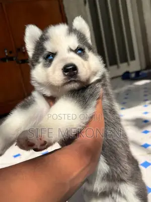 Photo - 1-3 months Male Purebred Siberian Husky