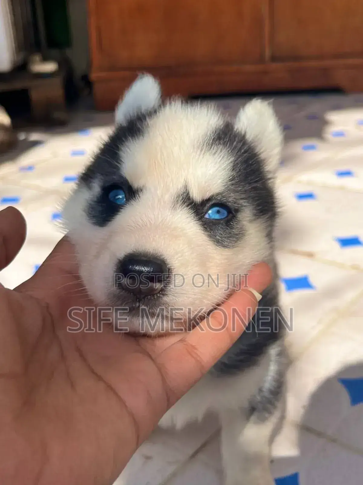 1-3 months Male Purebred Siberian Husky