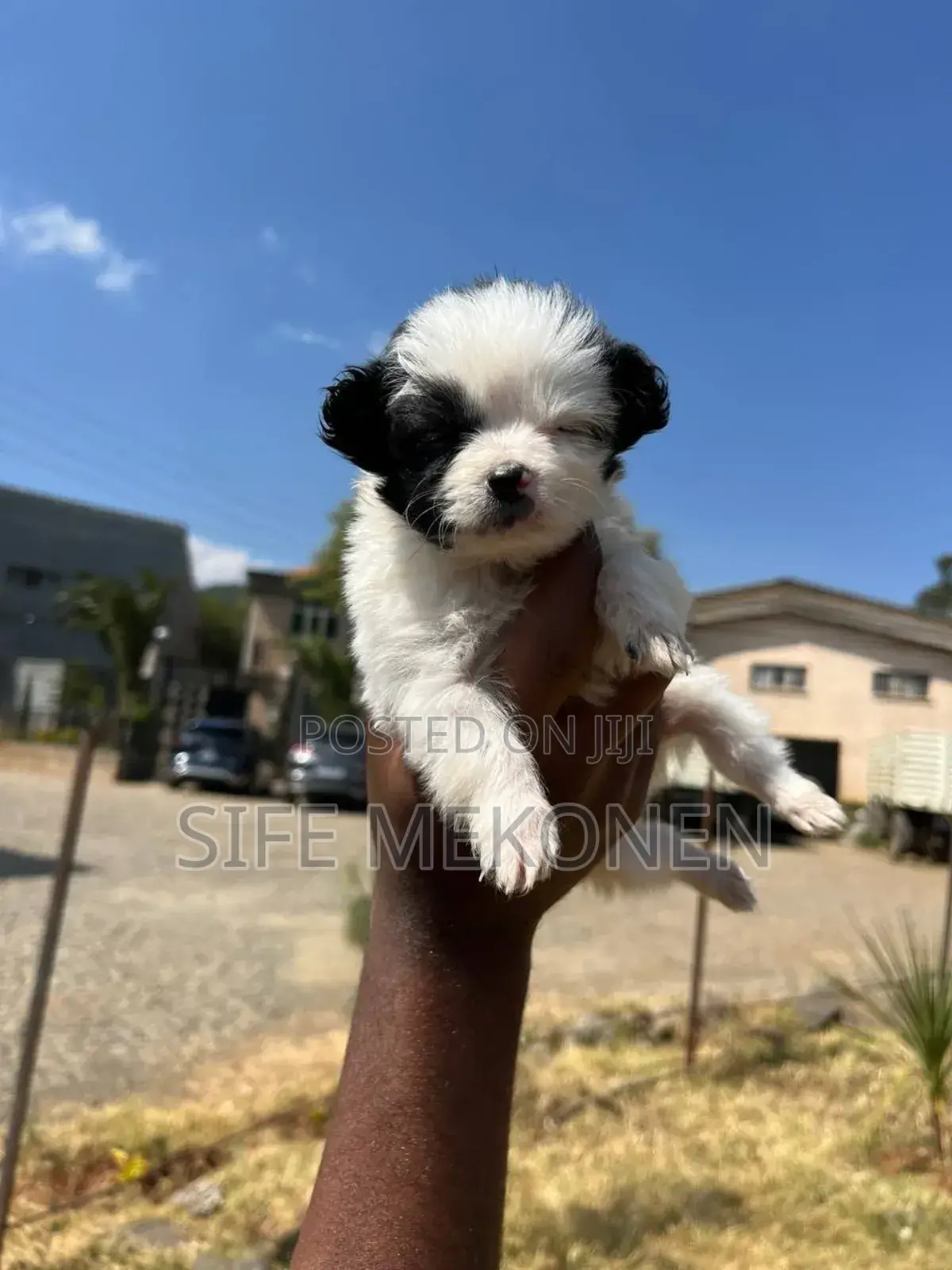 1-3 months Male Purebred Chihuahua