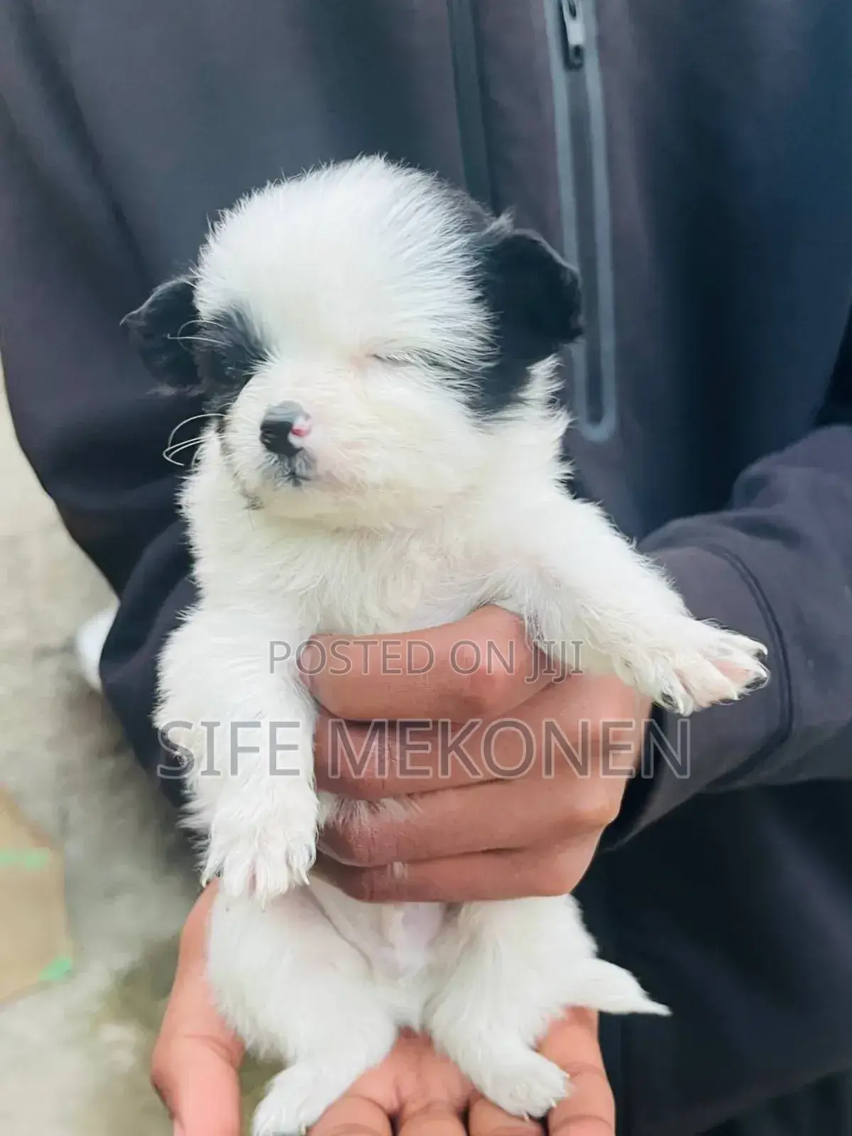 1-3 months Male Purebred Chihuahua