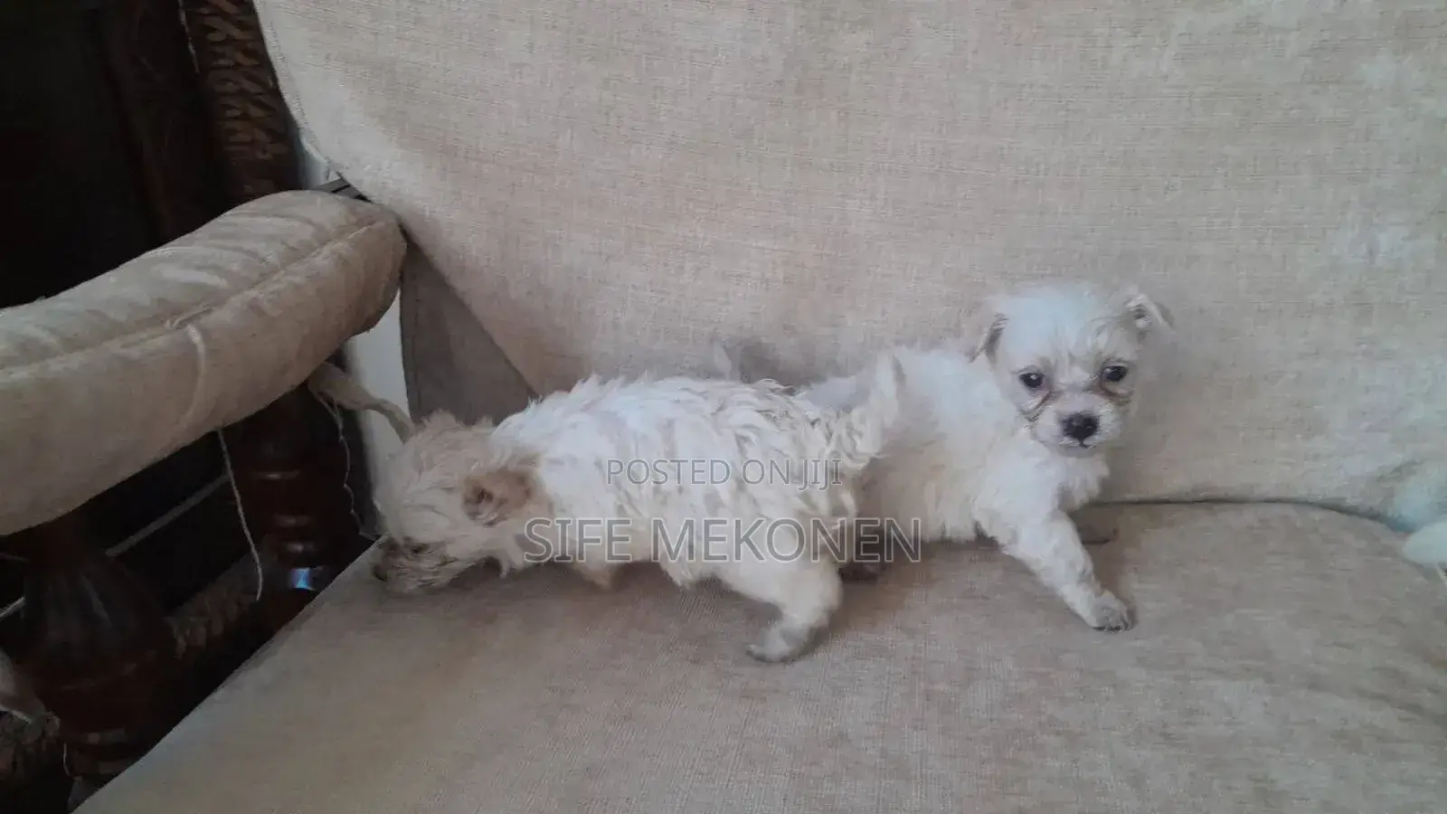 1-3 months Male Purebred Maltese