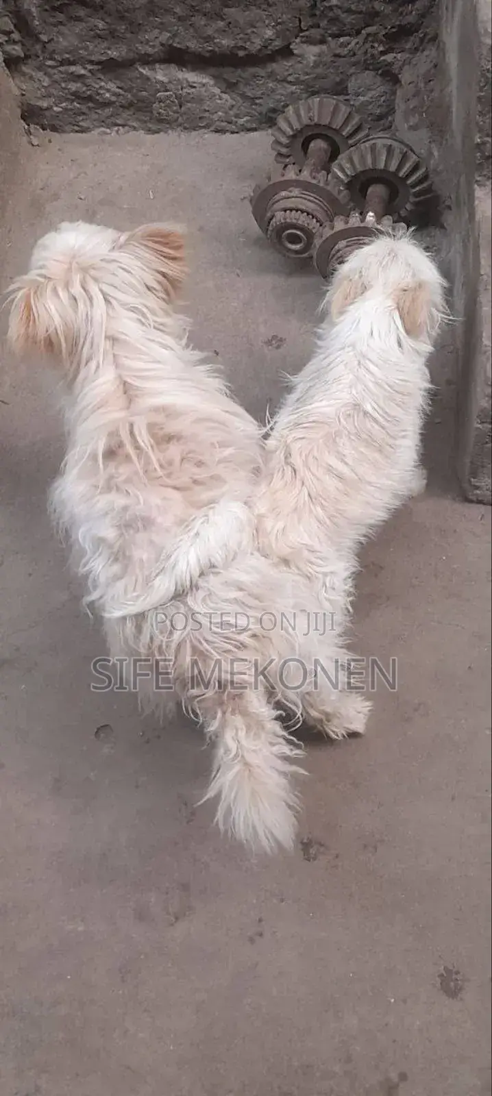 1-3 months Male Purebred Maltese