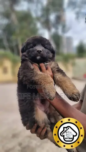 1-3 months Male Purebred German Shepherd