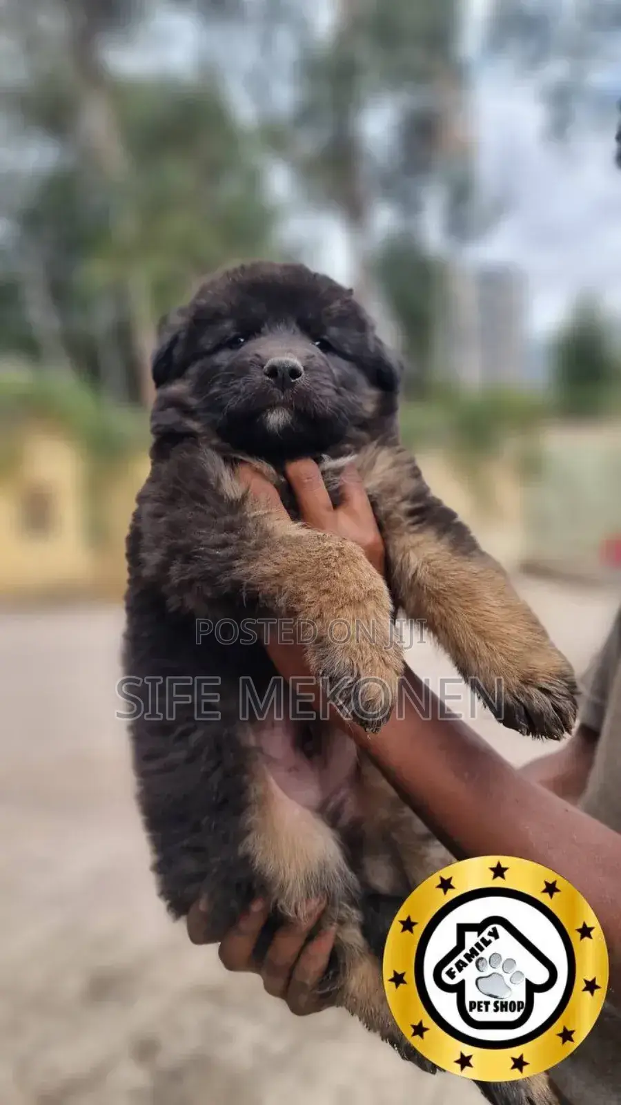 1-3 months Male Purebred German Shepherd