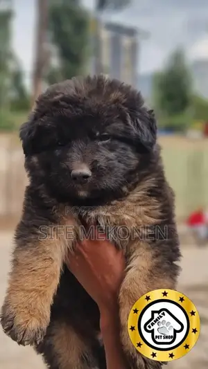 Photo - 1-3 months Male Purebred German Shepherd