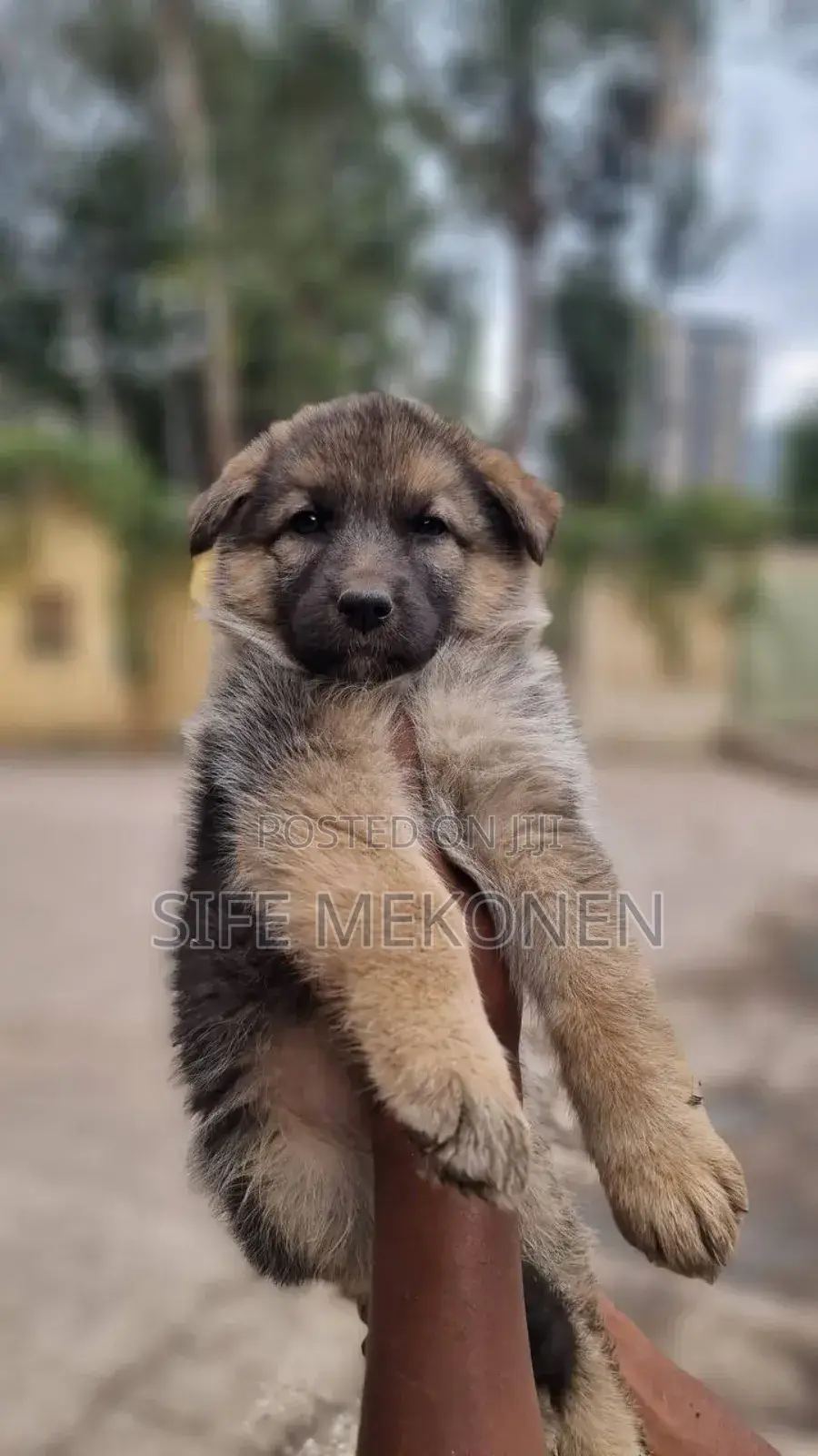 1-3 months Male Purebred German Shepherd